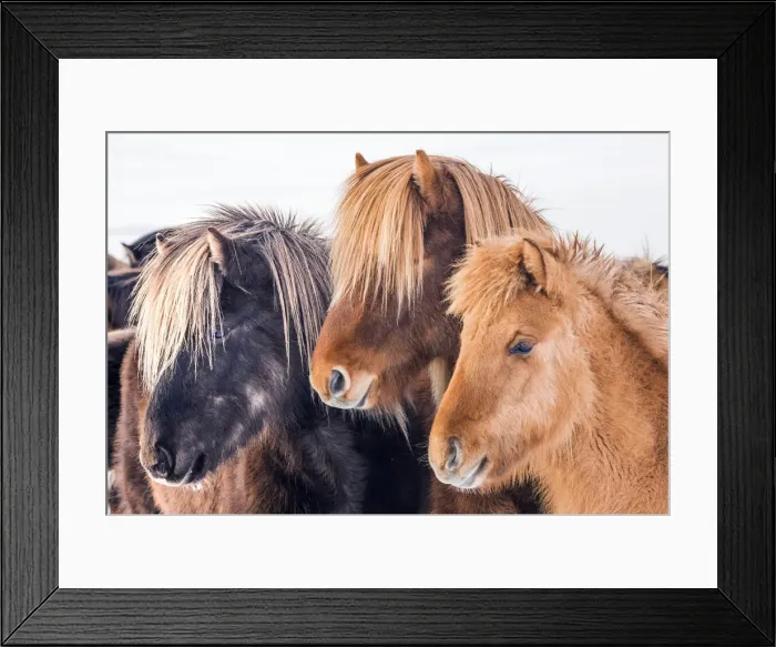 Framed Print : Icelandic ponies running free at Budardalur, northwest Iceland