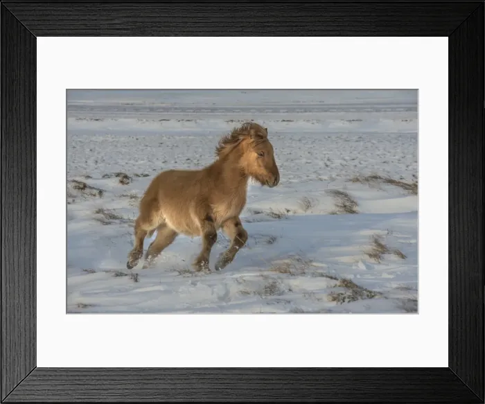 Framed Print : Icelandic ponies running free at Budardalur, northwest Iceland