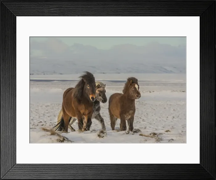 Framed Print : Icelandic ponies running free at Budardalur, northwest Iceland