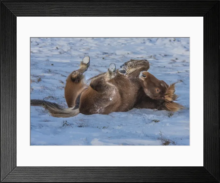 Framed Print : Icelandic ponies running free at Budardalur, northwest Iceland