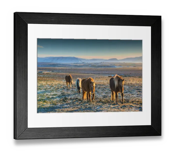 Framed Print : Icelandic ponies at Hvanneyri, west Iceland