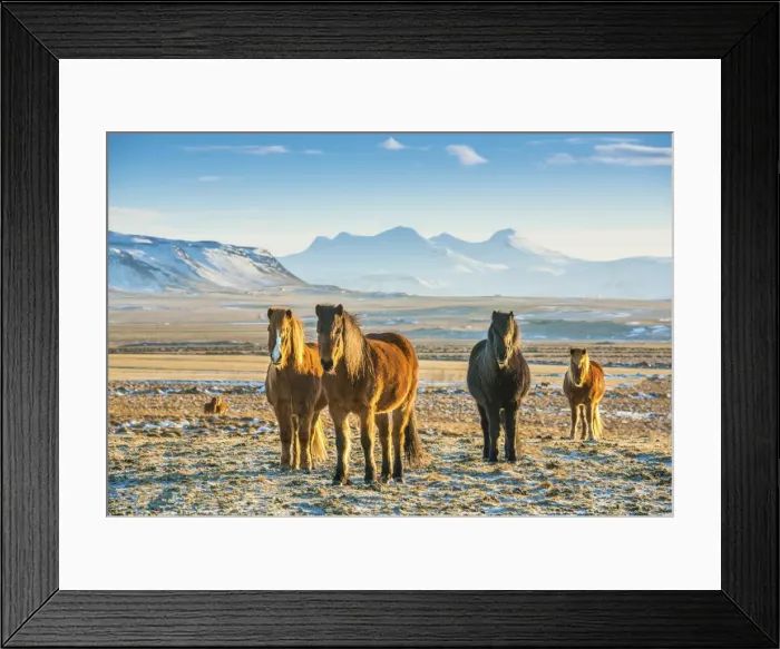Framed Print : Icelandic ponies at Hvanneyri, west Iceland Framed Print : Icelandic ponies at Hvanneyri, west Iceland