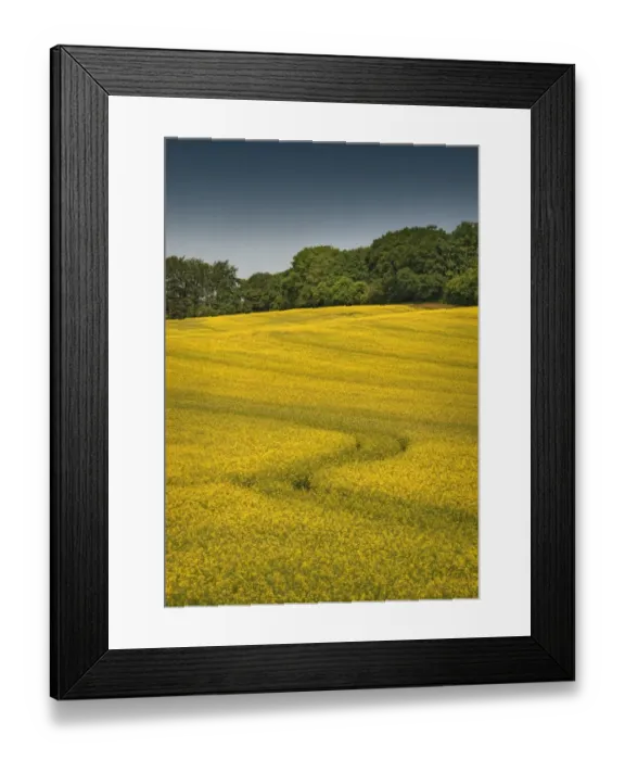 Framed Print : A crop of Canola ready to harvest, Dorset, England, United Kingdom