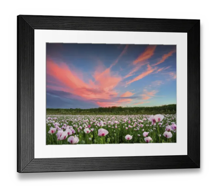 Framed Print : Poppies at dusk, Dorset, England, United Kingdom