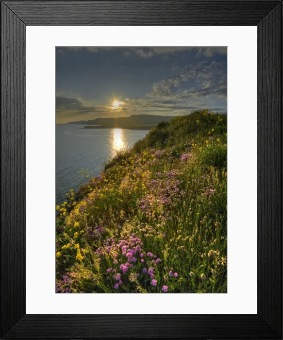 Framed Print : Summer blooms on the coastline at Kimmeridge bay, Dorset, England, United Kingdom