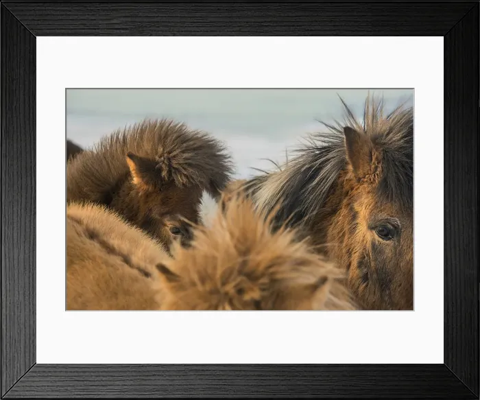 Framed Print : Icelandic ponies running free at Budardalur, northwest Iceland Framed Print : Icelandic ponies running free at Budardalur, northwest Iceland