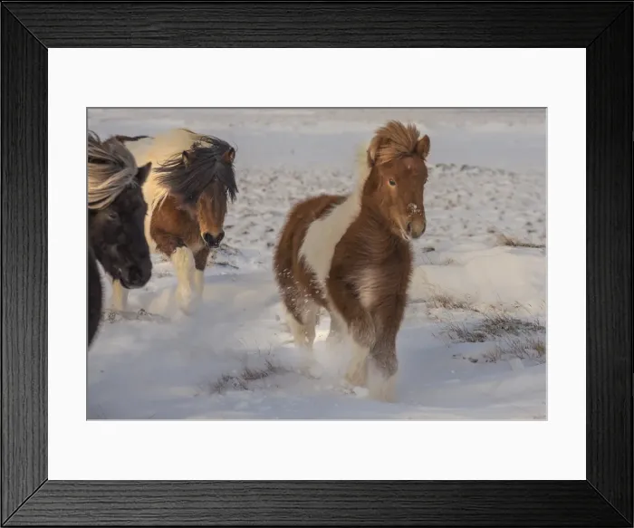 Framed Print : Icelandic ponies running free at Budardalur, northwest Iceland Framed Print : Icelandic ponies running free at Budardalur, northwest Iceland