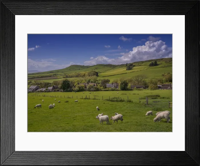 Framed Print : Sheep grazing on farmland at Kimmeridge bay, Dorset, England, United kingdom