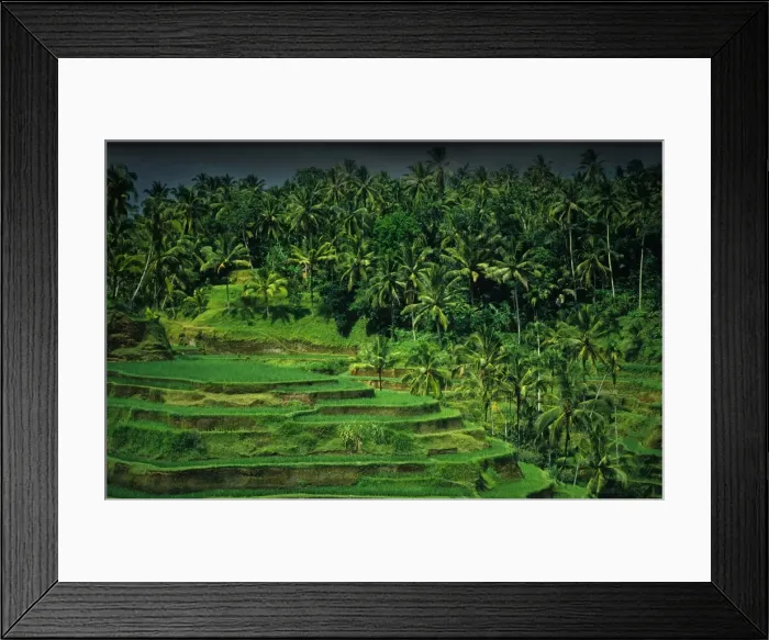 Framed Print : Terraced rice-fields, on the eastern side of the island of Bali, Indonesia Framed Print : Terraced rice-fields, on the eastern side of the island of Bali, Indonesia