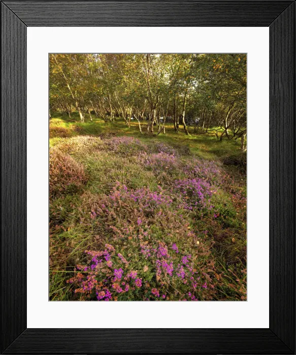 Framed Print : Spring blooms of heathland, Arne, Dorset, England, United Kingdom Framed Print : Spring blooms of heathland, Arne, Dorset, England, United Kingdom