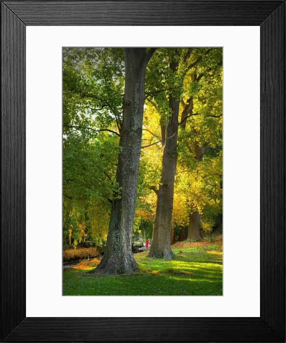 Framed Print : Autumn colours in the Foster town parkland, South Gippsland, Victoria Framed Print : Autumn colours in the Foster town parkland, South Gippsland, Victoria
