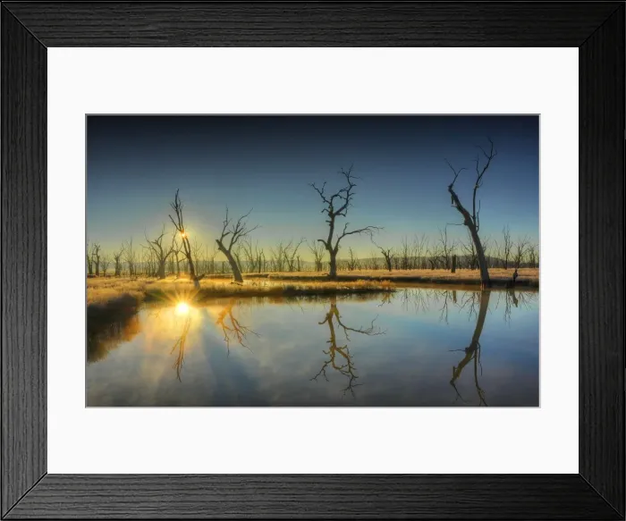 Framed Print : A dawn sunstar in the Winton wetlands near Benalla, central Victoria Framed Print : A dawn sunstar in the Winton wetlands near Benalla, central Victoria
