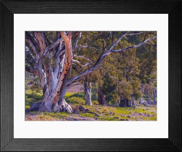 Framed Print : Parachilna Gorge, Flinders Ranges national park, South Australia Framed Print : Parachilna Gorge, Flinders Ranges national park, South Australia