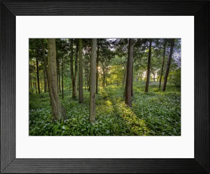 Framed Print : Grange Heath, a very scenic rural area near the Isle of Purbeck, Dorset, England