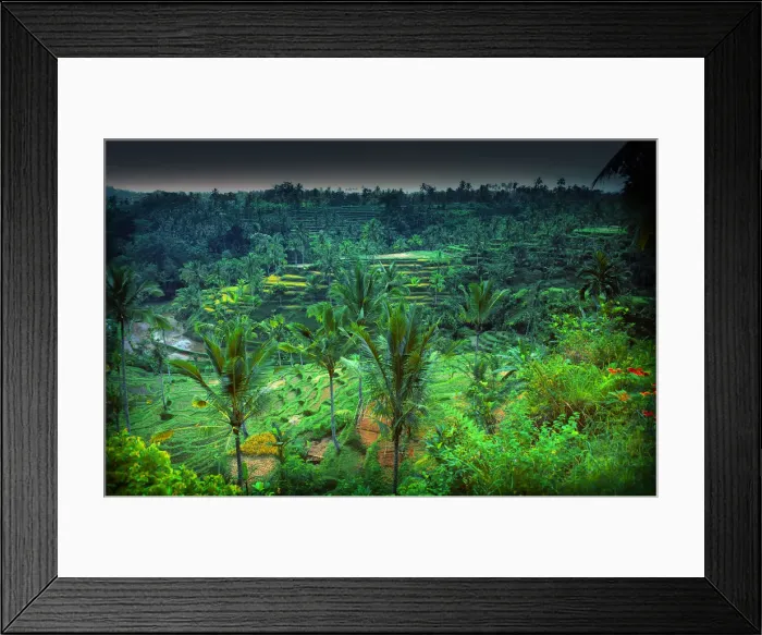 Framed Print : Terraced rice-fields near Ubud, on the island of Bali, Indonesia
