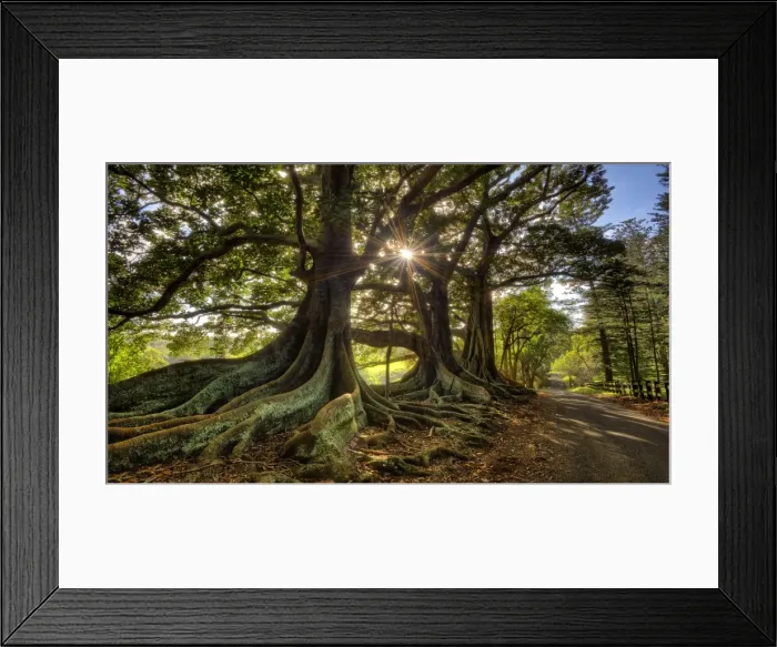 Framed Print : First light at the Moreton Bay fig-trees on New Farm road, Norfolk Island Framed Print : First light at the Moreton Bay fig-trees on New Farm road, Norfolk Island