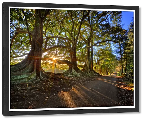 First light at the Moreton Bay fig-trees on New Farm road, Norfolk Island