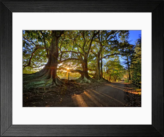 Framed Print : First light at the Moreton Bay fig-trees on New Farm road, Norfolk Island Framed Print : First light at the Moreton Bay fig-trees on New Farm road, Norfolk Island