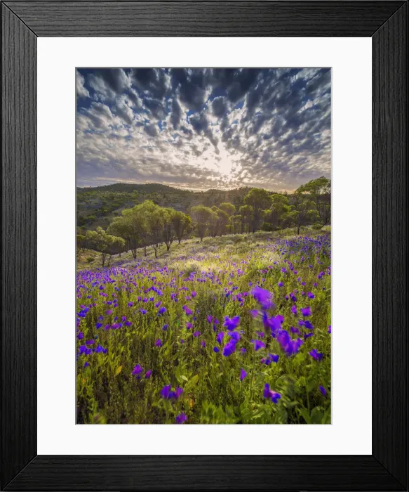 Framed Print : Wildflowers in the spring at Bunaroo valley in the southern region of Flinders Ranges National Park, South Australia Framed Print : Wildflowers in the spring at Bunaroo valley in the southern region of Flinders Ranges National Park, South Australia