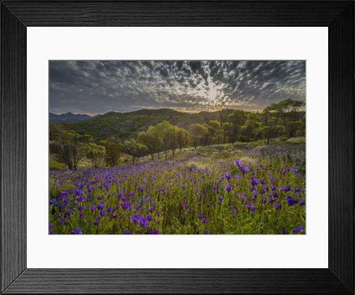 Framed Print : Wildflowers in the spring at Bunaroo valley in the southern region of Flinders Ranges National Park, South Australia