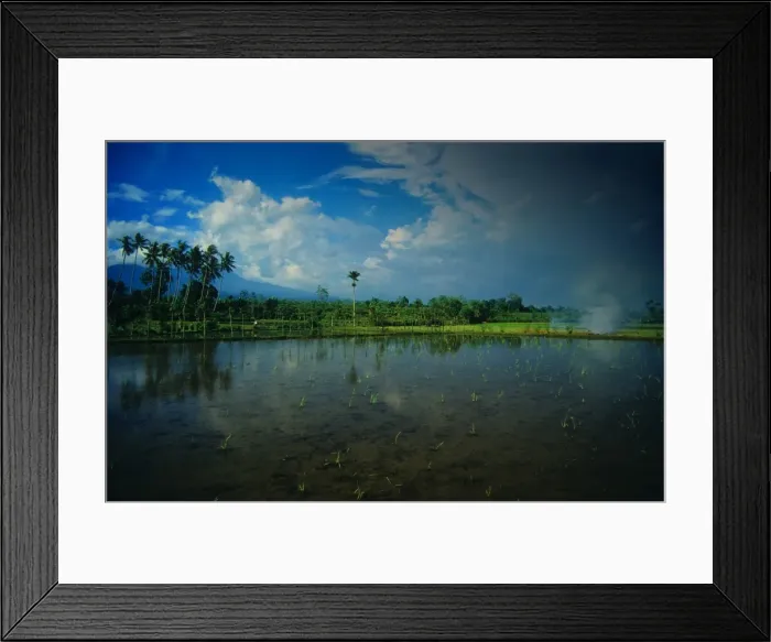 Framed Print : Reflections in an irrigated rice field on the Island of Lombok, Indonesia Framed Print : Reflections in an irrigated rice field on the Island of Lombok, Indonesia