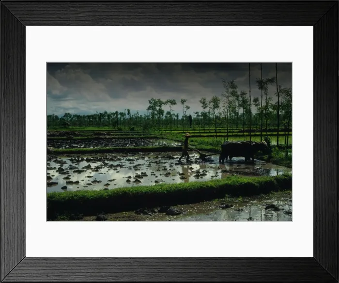 Framed Print : Ploughing the rice fields with Water Buffalo in the traditional way, on the Island of Lombok, Indonesia