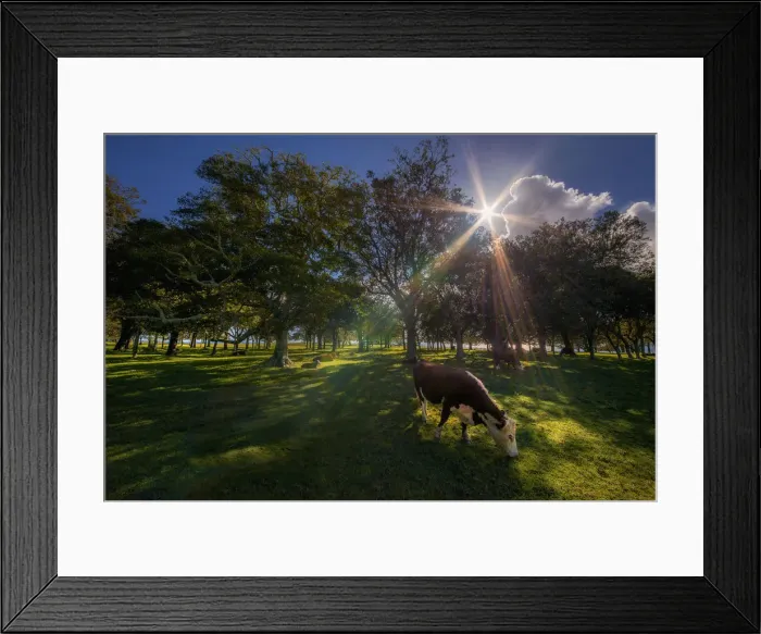 Framed Print : A sunstar appears through the rich pastures of Simons water on the coastline of Norfolk Island Framed Print : A sunstar appears through the rich pastures of Simons water on the coastline of Norfolk Island