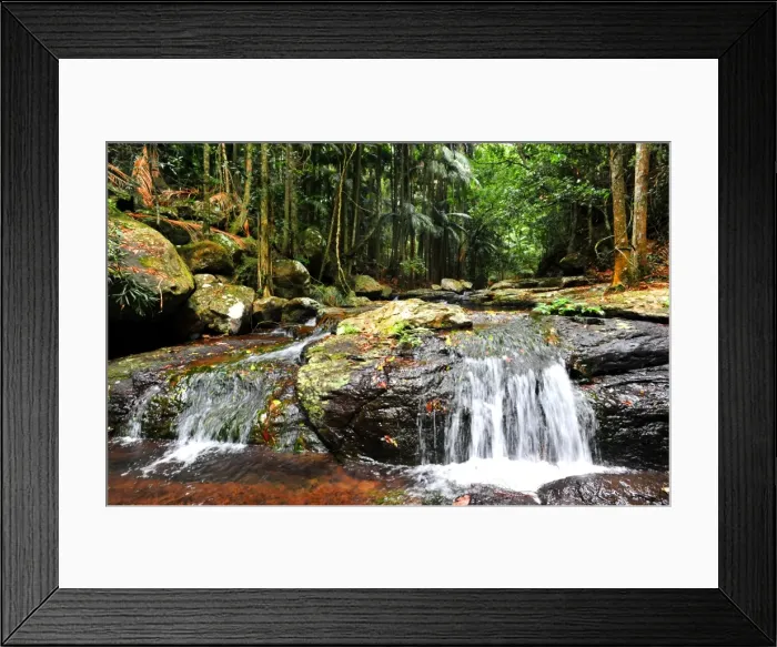 Framed Print : Cedar Creek rainforest, Tamborine mountains, Queensland, Australia