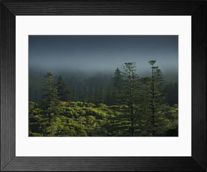 Framed Print : Rising mist in the rainforest of the National park on Norfolk Island