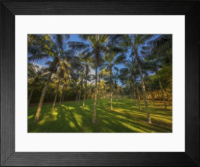 Framed Print : A Kentia palm plantation on Norfolk Island Framed Print : A Kentia palm plantation on Norfolk Island