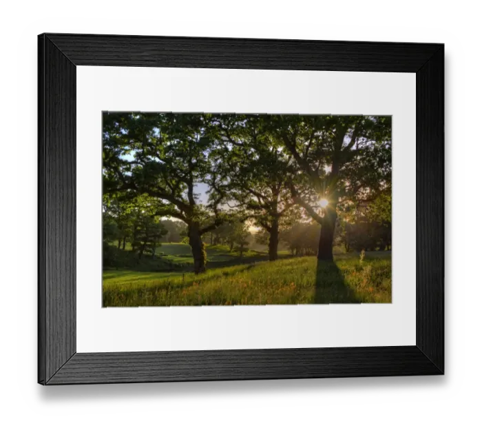 Framed Print : Grange Heath, near Wareham, Dorset, England Framed Print : Grange Heath, near Wareham, Dorset, England