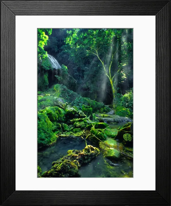 Framed Print : Rainforest and sunlight, Island of Efate, Vanuatu Framed Print : Rainforest and sunlight, Island of Efate, Vanuatu