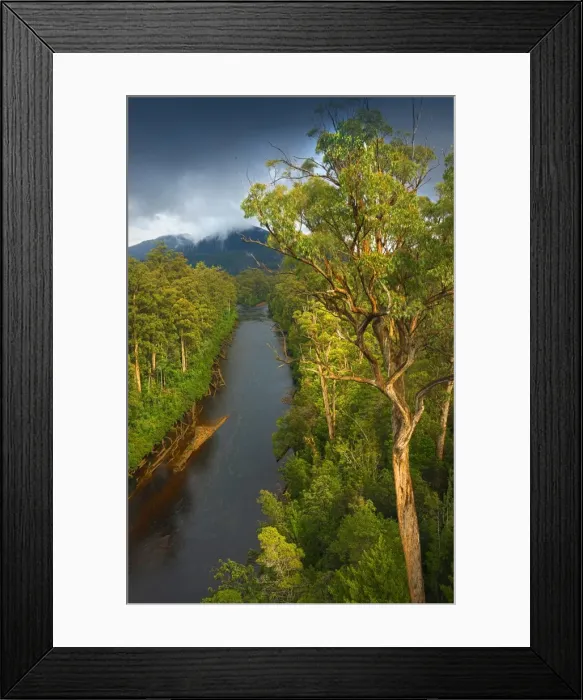 Framed Print : Tahune rainforest, southern Tasmania, Australia Framed Print : Tahune rainforest, southern Tasmania, Australia