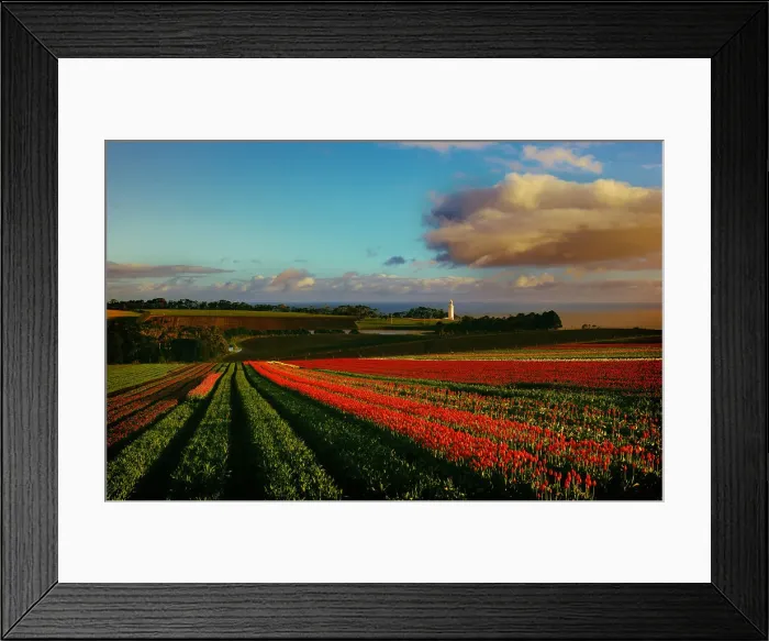 Framed Print : Tulips crowing on the coastline at Table cape, northern Tasmania, Australia Framed Print : Tulips crowing on the coastline at Table cape, northern Tasmania, Australia