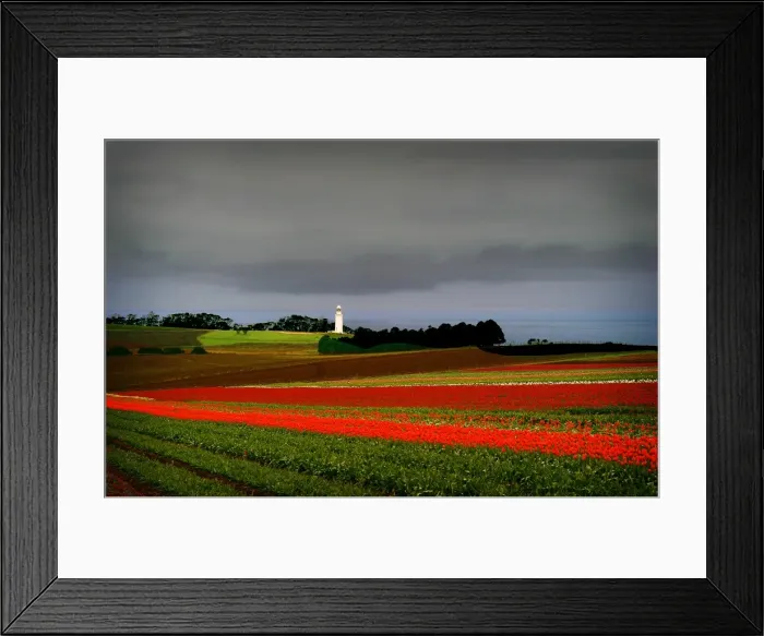 Framed Print : Tulips crowing on the coastline at Table cape, northern Tasmania, Australia Framed Print : Tulips crowing on the coastline at Table cape, northern Tasmania, Australia