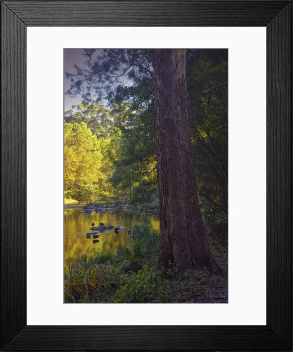 Framed Print : Warm afternoon in a park along the Yarra river in Warbuton, Victoria, Australia Framed Print : Warm afternoon in a park along the Yarra river in Warbuton, Victoria, Australia