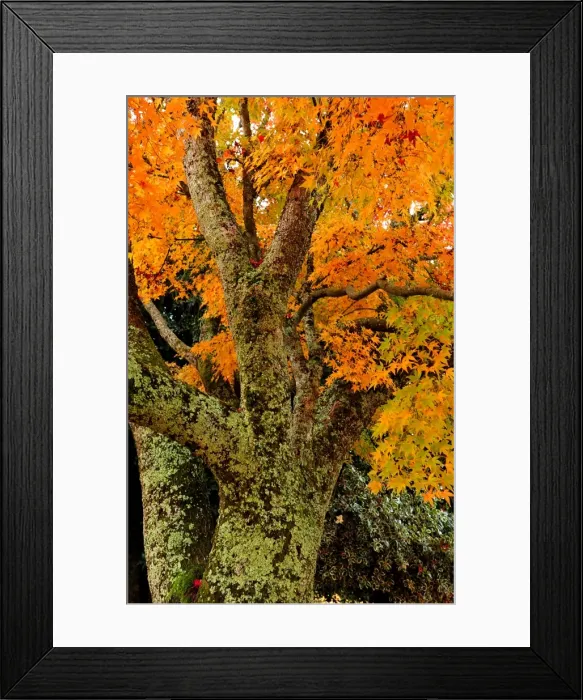 Framed Print : Mount Macedon in the Autumn, Victoria, Australia
