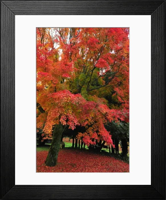 Framed Print : Mount Macedon in the Autumn, Victoria, Australia Framed Print : Mount Macedon in the Autumn, Victoria, Australia