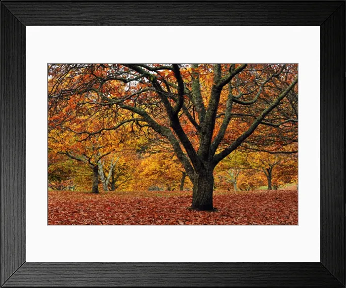 Framed Print : Mount Macedon in the Autumn, Victoria, Australia Framed Print : Mount Macedon in the Autumn, Victoria, Australia