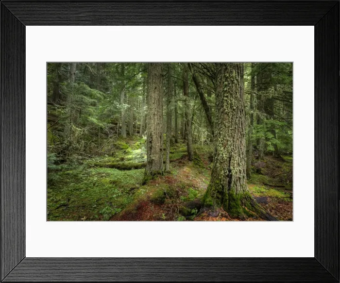 Framed Print : Avalanche creek, Montana, United States of America