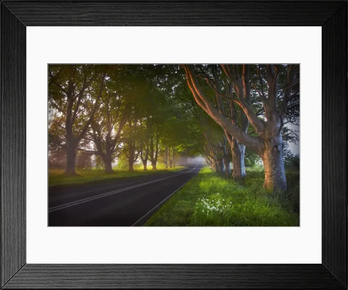 Framed Print : Misty dawn near Bradbury rings and Beech trees Dorset, England Framed Print : Misty dawn near Bradbury rings and Beech trees Dorset, England