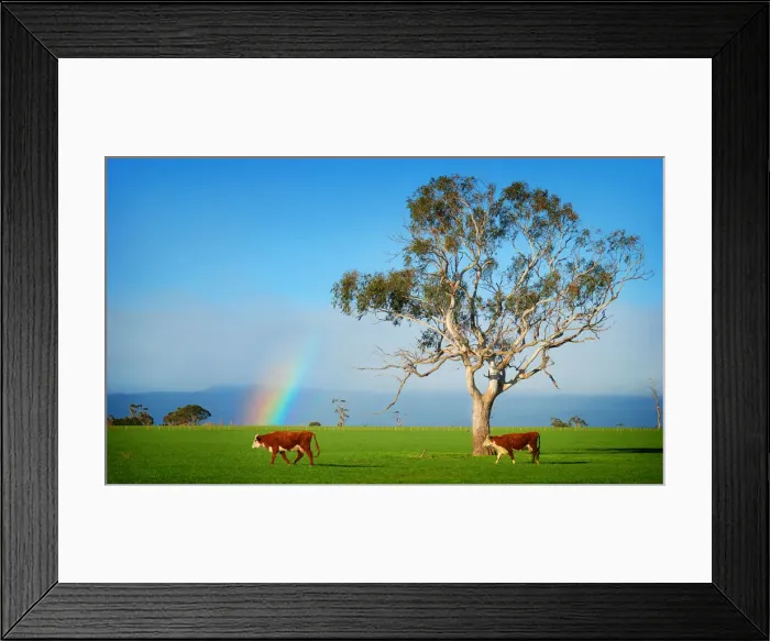 Framed Print : A rainbow on pastural land near Deloraine, northern Tasmania Framed Print : A rainbow on pastural land near Deloraine, northern Tasmania