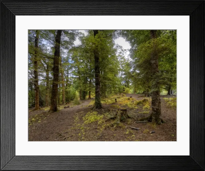 Framed Print : Rainforest and beautiful countryside around the Waiau river, South Island, New Zealand Framed Print : Rainforest and beautiful countryside around the Waiau river, South Island, New Zealand