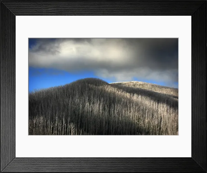 Framed Print : Dead trees like matchsticks are the after effects of Mountain bush fires, Bogong High Country, Central victoria Framed Print : Dead trees like matchsticks are the after effects of Mountain bush fires, Bogong High Country, Central victoria