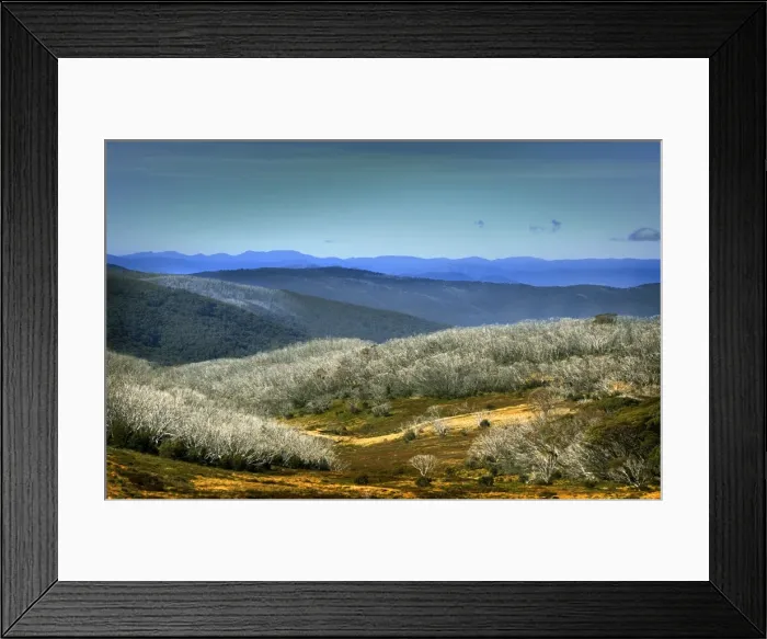 Framed Print : Dead trees like matchsticks are the after effects of Mountain bush fires, Bogong High Country, Central victoria Framed Print : Dead trees like matchsticks are the after effects of Mountain bush fires, Bogong High Country, Central victoria
