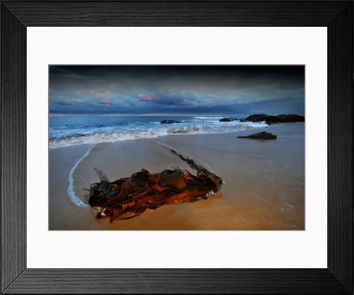Framed Print : Bull Kelp stranded on the beach at Skenes Creek, south west Victoria, Australia