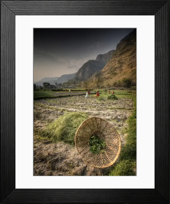 Framed Print : Rural scene and agricultural crop crowing near Lamachaur, Western Himalayas, Nepal