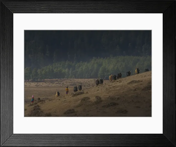 Framed Print : Yak herding, Wangdu province, Eastern Himalayas, Bhutan