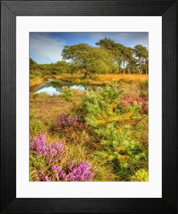 Framed Print : Coombe Heath, Isle of Purbeck, Dorset, England