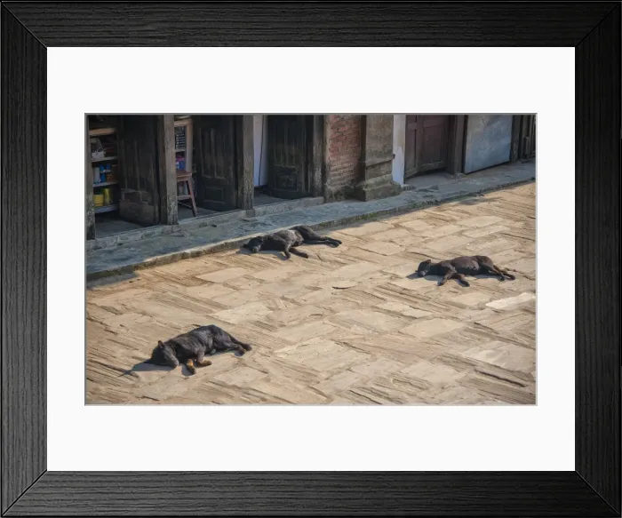 Framed Print : Sleeping dogs in the street, Bhaktapur, Western Himalayas, Nepal Framed Print : Sleeping dogs in the street, Bhaktapur, Western Himalayas, Nepal
